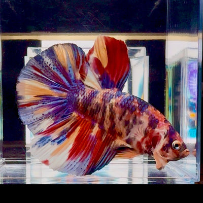 [Rare] Giant Koi Multicolor Bigtail A80 - Male Betta