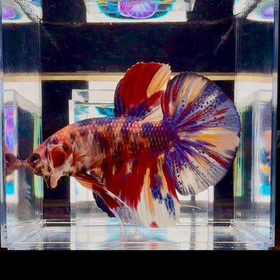 [Rare] Giant Koi Multicolor Bigtail A80 - Male Betta