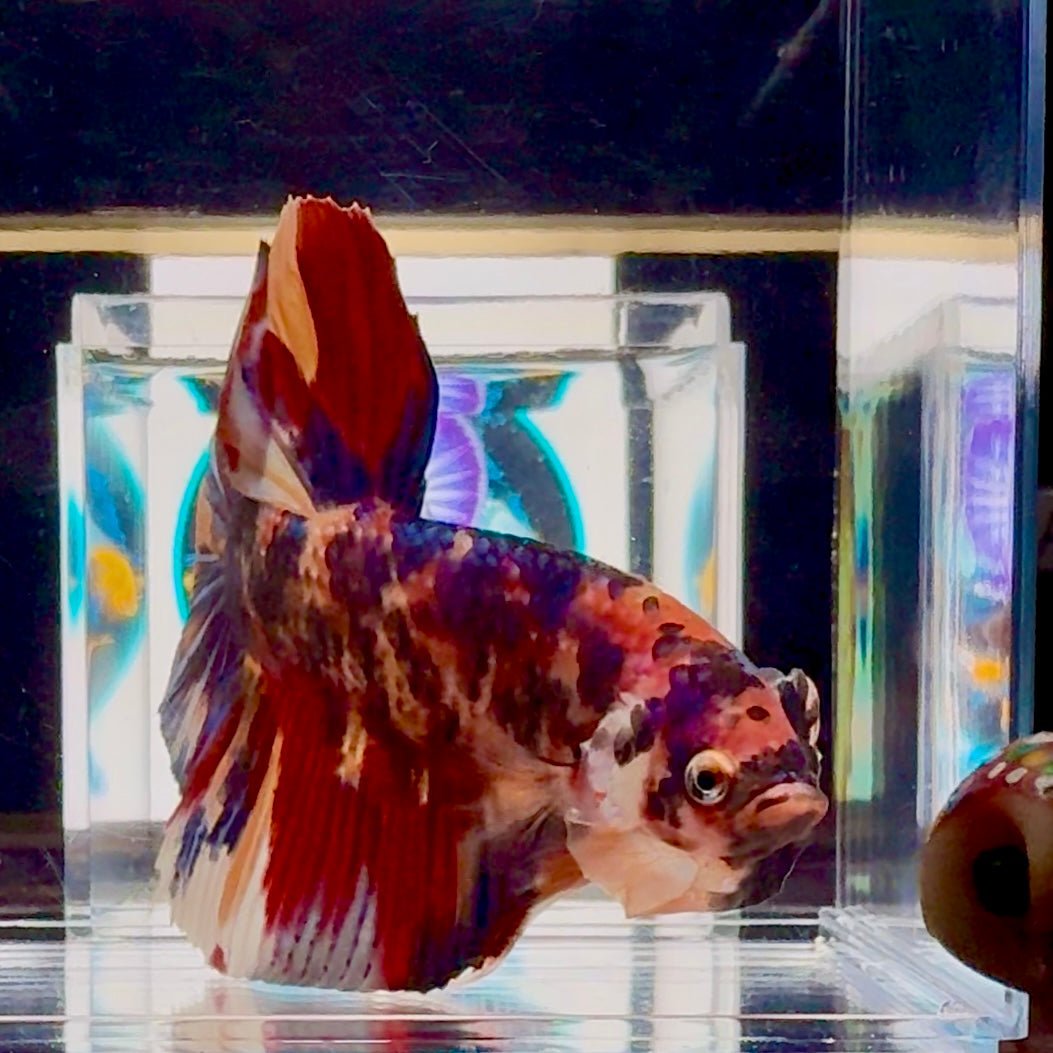 [Rare] Giant Koi Multicolor Bigtail A80 - Male Betta