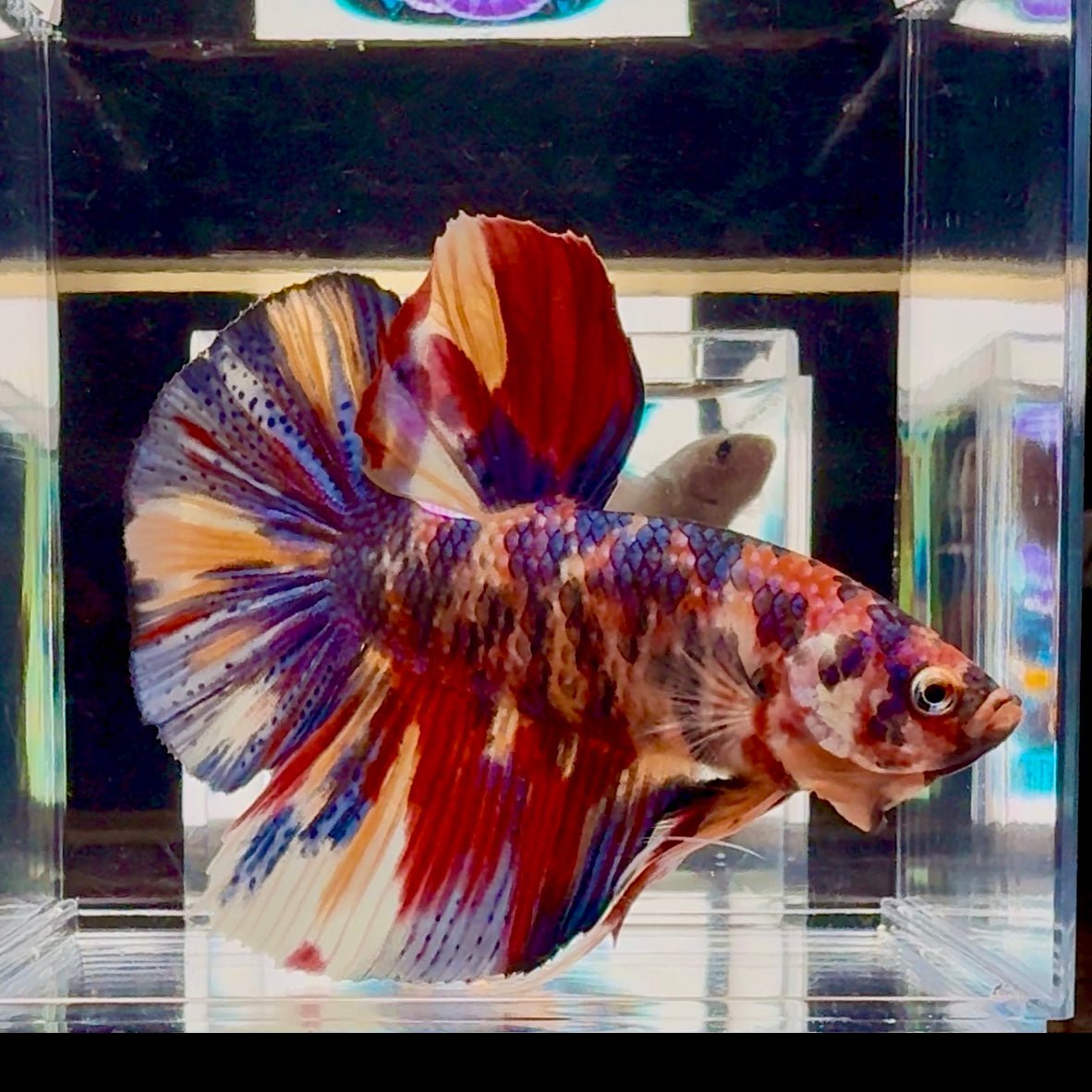 [Rare] Giant Koi Multicolor Bigtail A80 - Male Betta