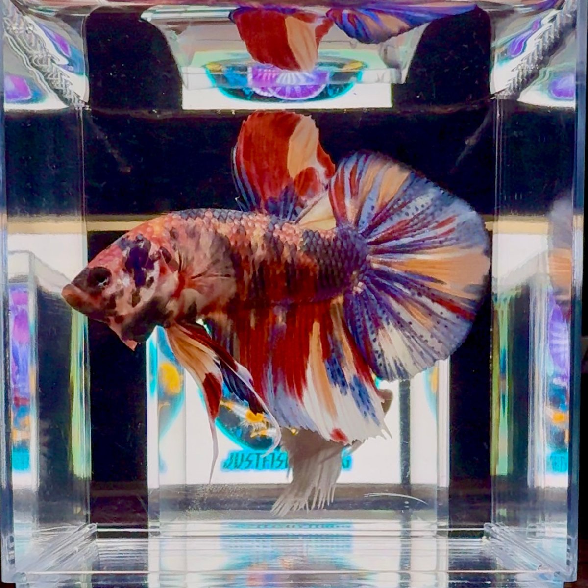 [Rare] Giant Koi Multicolor Bigtail A80 - Male Betta