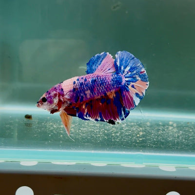 [Rare] Giant Koi Purple Candy S68 - Male Betta