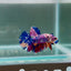 [Rare] Giant Koi Purple Candy S68 - Male Betta