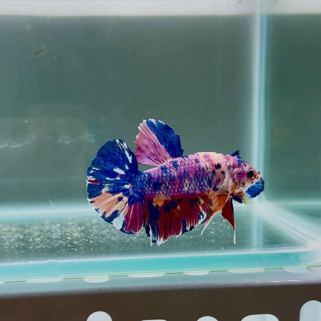 [Rare] Giant Koi Purple Candy S68 - Male Betta