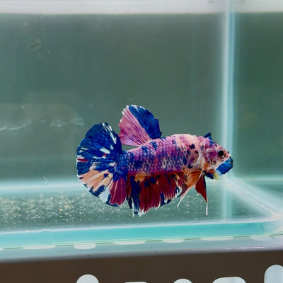 [Rare] Giant Koi Purple Candy S68 - Male Betta
