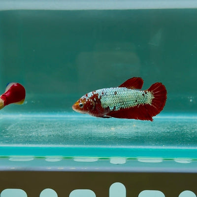 [Rare] Giant Koi Red 99% Color S96 Plakat - Female Betta