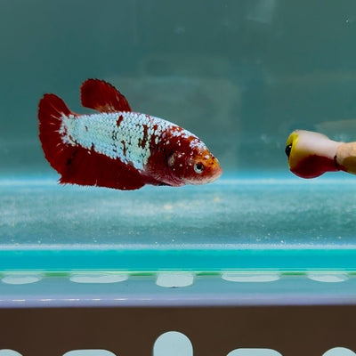 [Rare] Giant Koi Red 99% Color S96 Plakat - Female Betta
