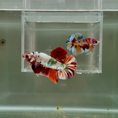 [Rare] Giant Nemo Copper Multicolor S50 Plakat - Male Betta