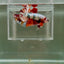 [Rare] Giant Nemo Copper Multicolor S50 Plakat - Male Betta