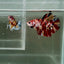 [Rare] Giant Nemo S70 Plakat - Male Betta
