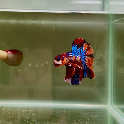 [Rare] Koi Multicolor Crowntail Halfmoon A115 - Male Betta