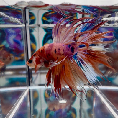 [Rare] Koi Multicolor Crowntail Halfmoon A115 - Male Betta