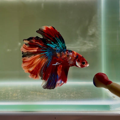 [Rare] Koi Multicolor Crowntail Halfmoon A115 - Male Betta