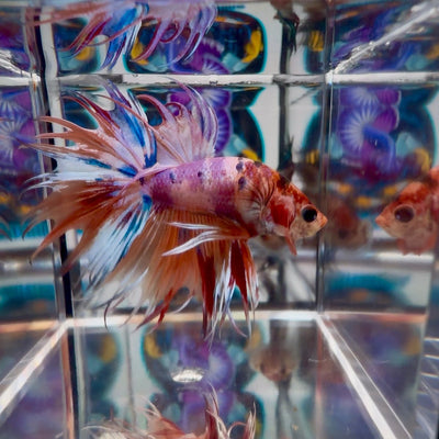 [Rare] Koi Multicolor Crowntail Halfmoon A115 - Male Betta
