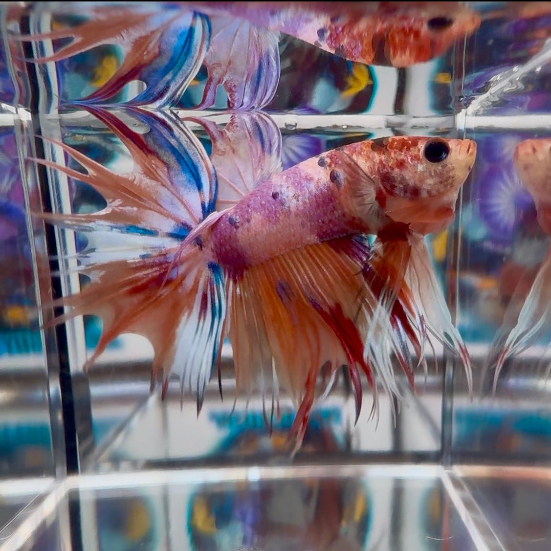 [Rare] Koi Multicolor Crowntail Halfmoon A115 - Male Betta