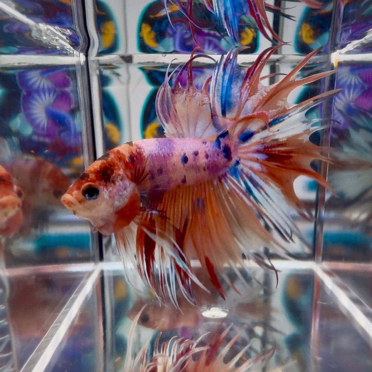 [Rare] Koi Multicolor Crowntail Halfmoon A115 - Male Betta