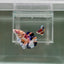 [Rare] Young Giant Koi Multicolor S69 Plakat - Male Betta