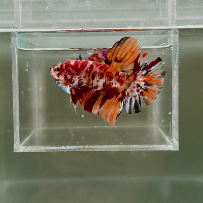 [Rare] Young Giant Nemo S48 Plakat - Male Betta