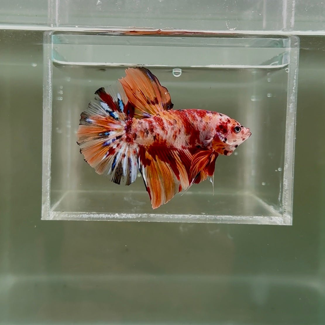 [Rare] Young Giant Nemo S48 Plakat - Male Betta