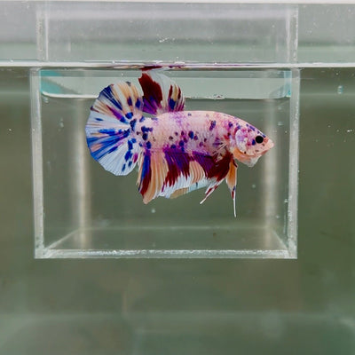 [Rare] Young Giant White Candy S71 Plakat - Male Betta