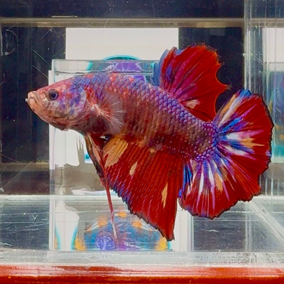 [Rare]Big Giant Koi Multicolor Bigtail A112 - Male Betta