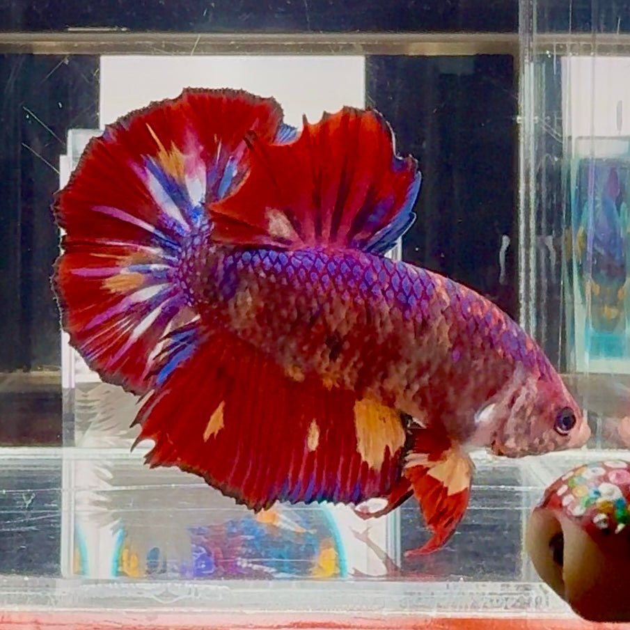 [Rare]Big Giant Koi Multicolor Bigtail A112 - Male Betta