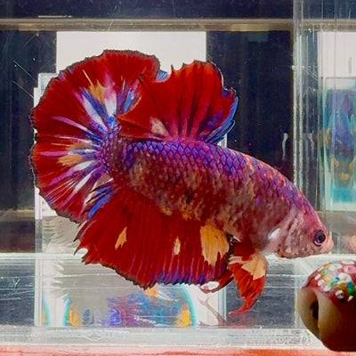 [Rare]Big Giant Koi Multicolor Bigtail A112 - Male Betta