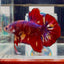 [Rare]Big Giant Koi Multicolor Bigtail A112 - Male Betta