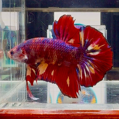 [Rare]Big Giant Koi Multicolor Bigtail A112 - Male Betta