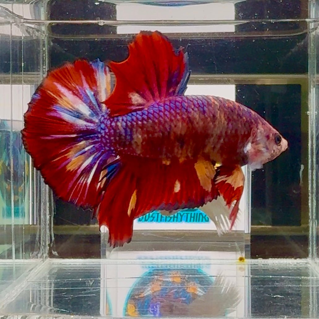 [Rare]Big Giant Koi Multicolor Bigtail A112 - Male Betta