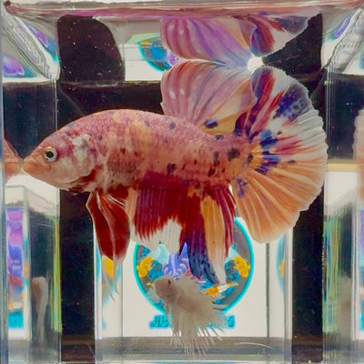 [Rare]Big Giant Koi Multicolor Bigtail A147 - Male Betta