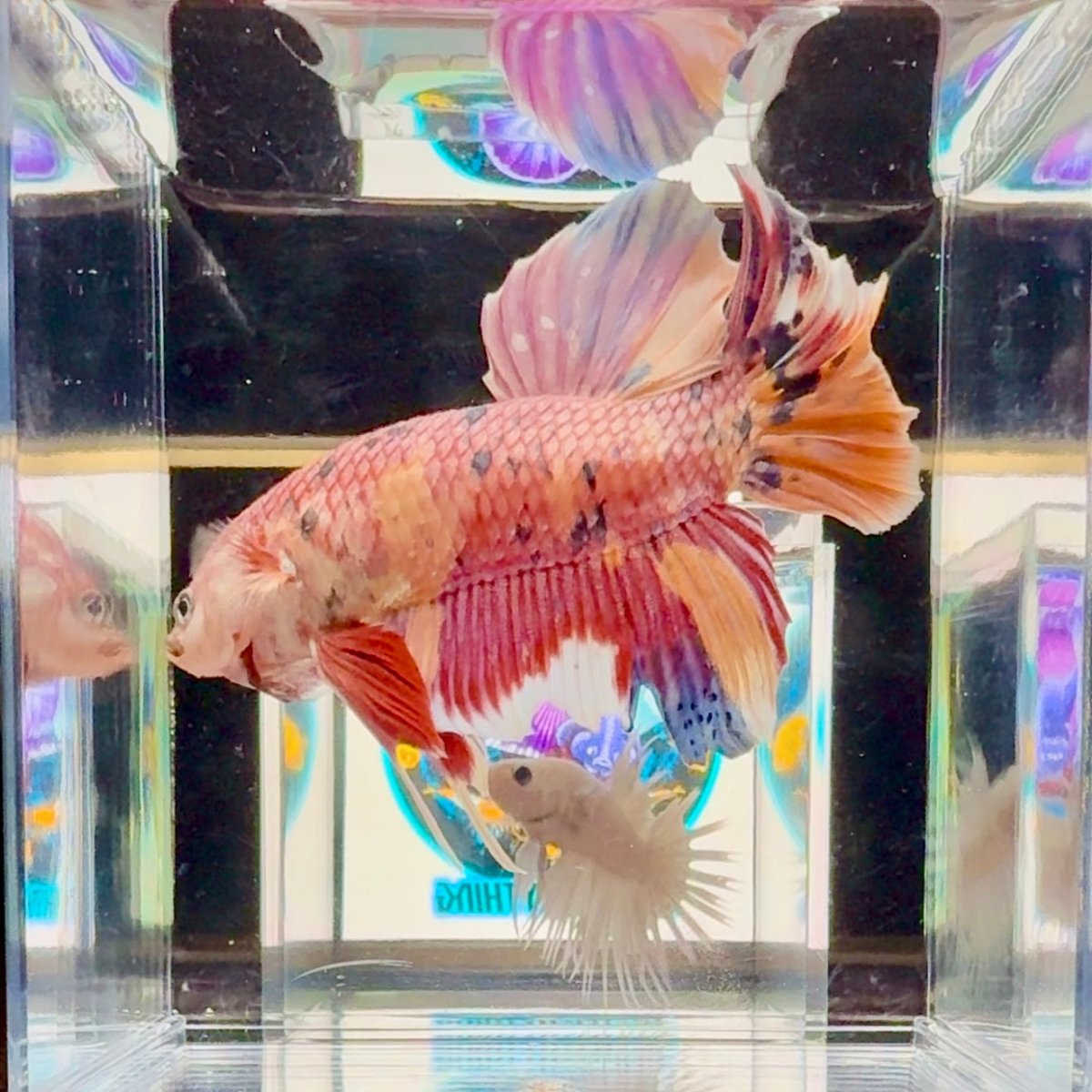 [Rare]Big Giant Koi Multicolor Bigtail A147 - Male Betta
