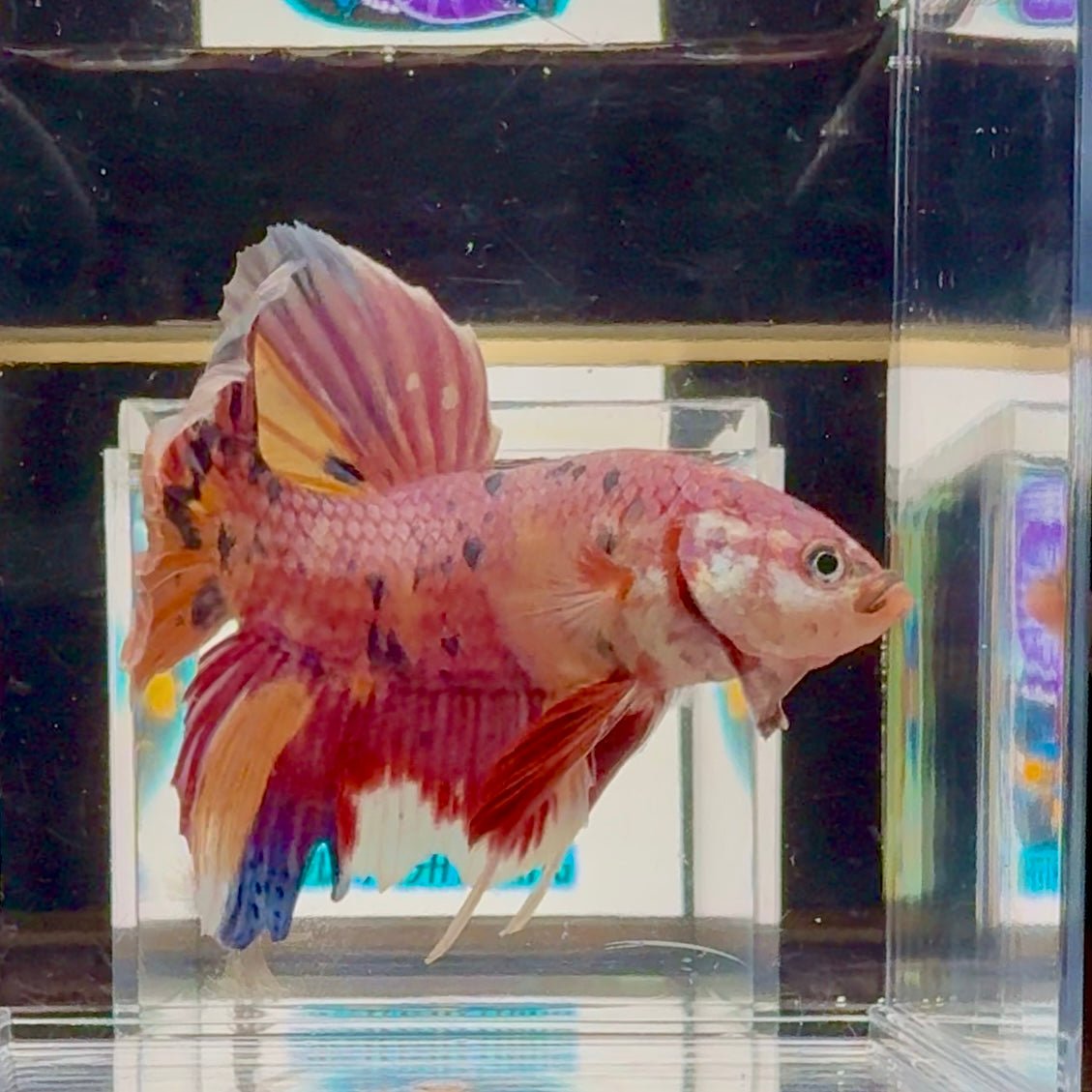 [Rare]Big Giant Koi Multicolor Bigtail A147 - Male Betta