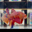 [Rare]Big Giant Koi Multicolor Bigtail A147 - Male Betta