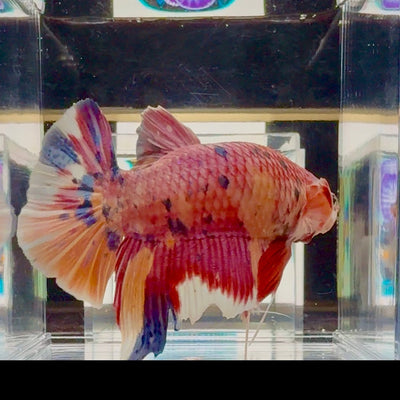 [Rare]Big Giant Koi Multicolor Bigtail A147 - Male Betta
