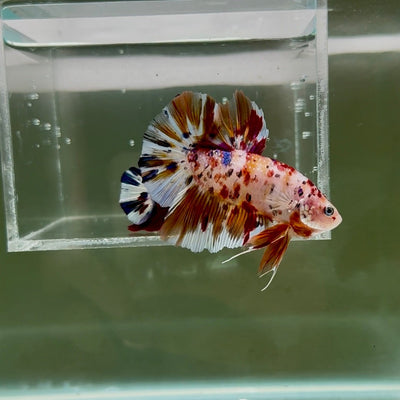 [Rare]Giant Koi Multicolor Metallic Dot S67 Plakat - Male Betta