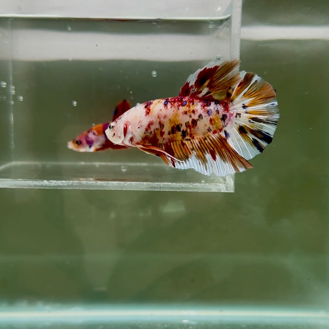 [Rare]Giant Koi Multicolor Metallic Dot S67 Plakat - Male Betta