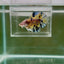 [Rare]Giant Koi Yellow Multicolor S49 Plakat - Male Betta