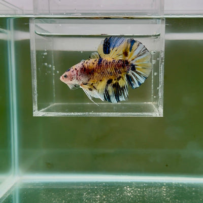 [Rare]Giant Koi Yellow Multicolor S49 Plakat - Male Betta
