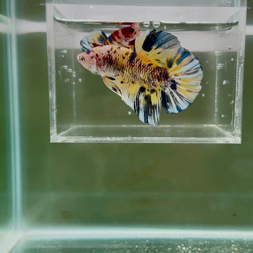[Rare]Giant Koi Yellow Multicolor S49 Plakat - Male Betta