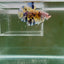 [Rare]Giant Koi Yellow Multicolor S49 Plakat - Male Betta