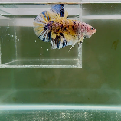 [Rare]Giant Koi Yellow Multicolor S49 Plakat - Male Betta
