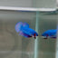 [Rare]Hybrid Alien Blue+Purple S14 Plakat - Male Betta