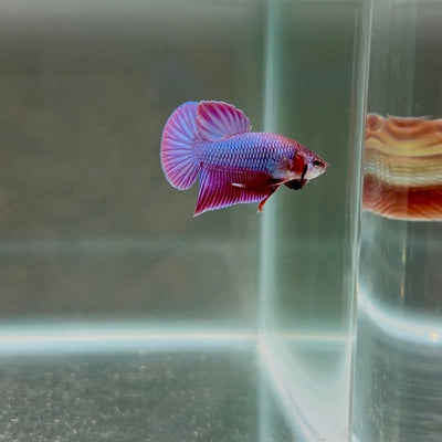 [Rare]Hybrid Alien Purple S26 Plakat - Male Betta