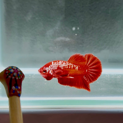 [Rare]Samurai Orange Gold S08 Plakat - Male Betta
