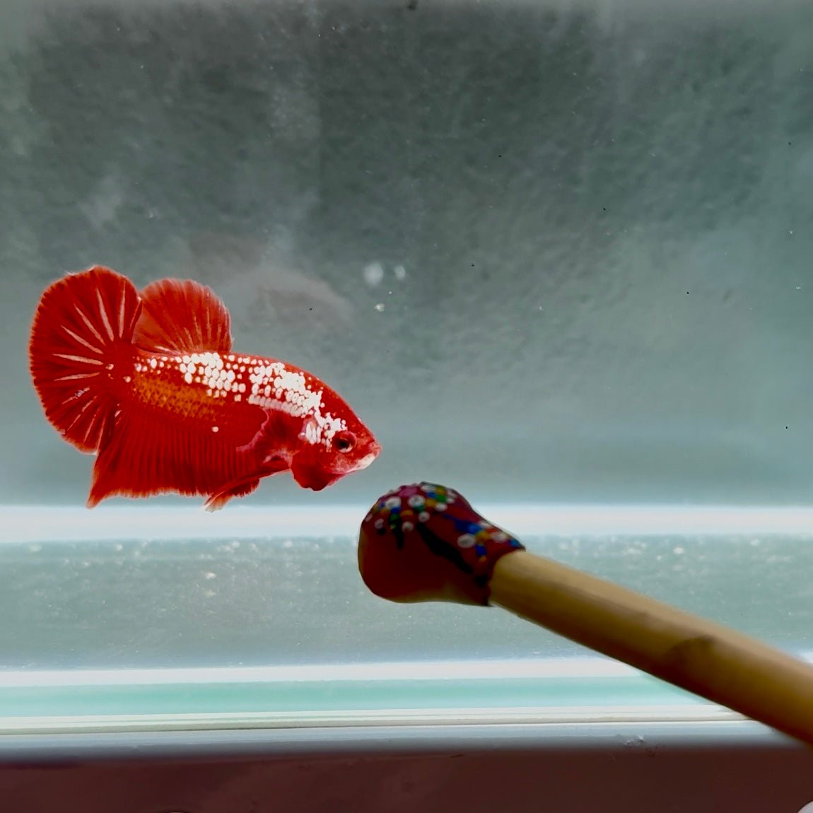 [Rare]Samurai Orange Gold S08 Plakat - Male Betta