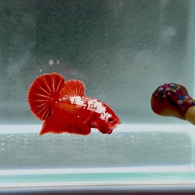 [Rare]Samurai Orange Gold S08 Plakat - Male Betta