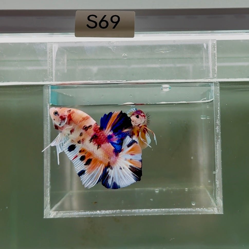 [Rare]Young Giant Koi Multicolor Bestform S69 Plakat - Male Betta J03