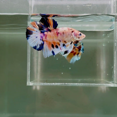 [Rare]Young Giant Koi Multicolor Bestform S69 Plakat - Male Betta J03