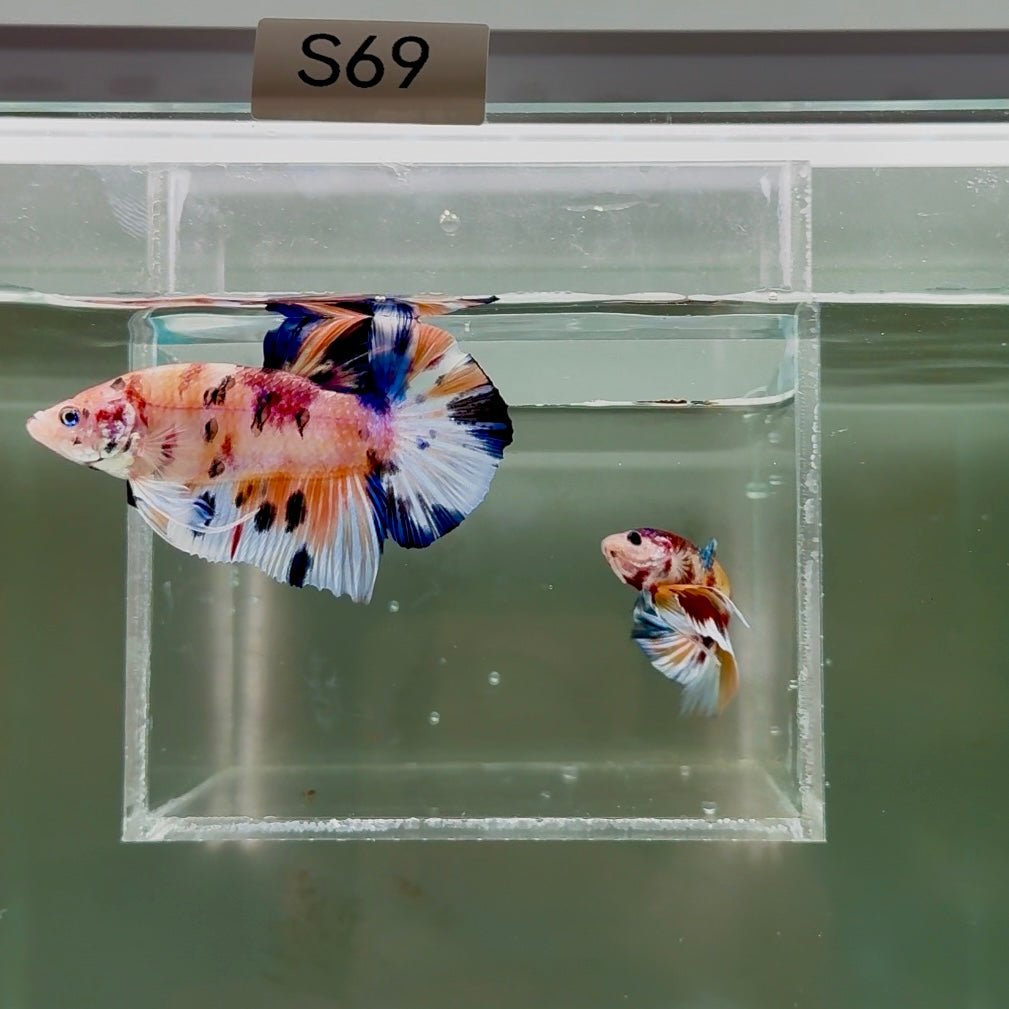 [Rare]Young Giant Koi Multicolor Bestform S69 Plakat - Male Betta J03